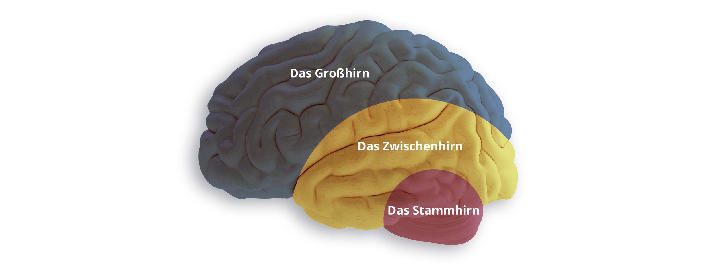 Triune Brain (dreieiniges Gehirn)
