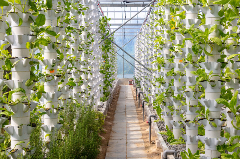 Sustainable Agriculture. Hydroponics based production method far