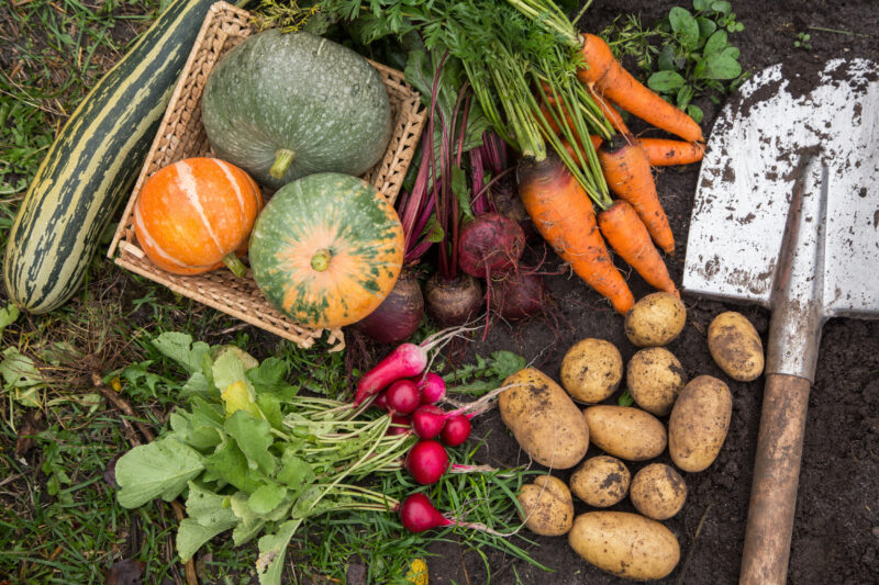 Autumn harvest of fresh raw carrot, beetroot, pumpkin, zucchini, radish and potato on soil ground in garden. Harvesting organic eco bio fall vegetables